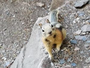 chipmunk
