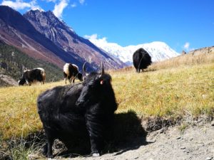 yak